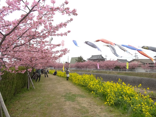 桜まつり写真2