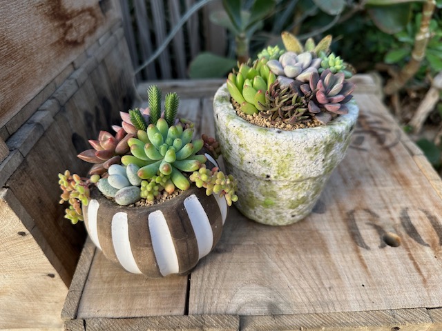 寄せ植え完成（イメージ）