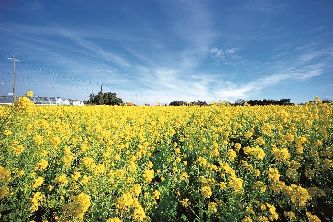 JRさわやかウォーキング イメージ JRさわやかウォーキング イメージ